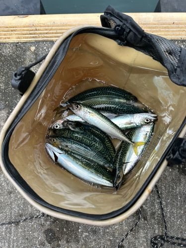 サバの釣果