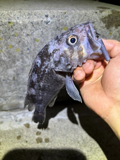 クロソイの釣果