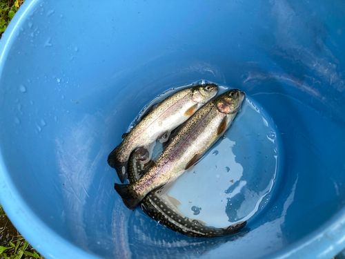 ニジマスの釣果