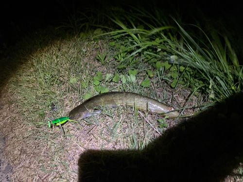 ナマズの釣果