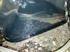マハゼの釣果
