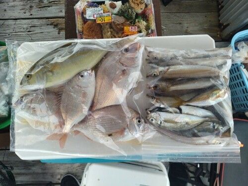 カンパチの釣果