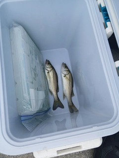 セイゴ（マルスズキ）の釣果
