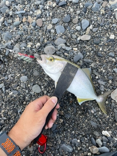 ショゴの釣果