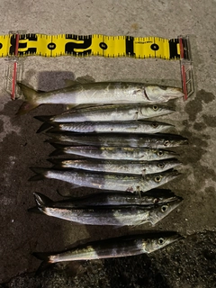 カマスの釣果