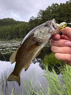 ラージマウスバスの釣果