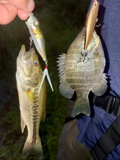 ブルーギルの釣果