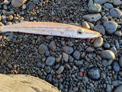 カマスの釣果