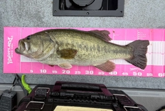ラージマウスバスの釣果