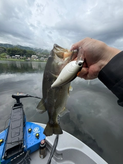 ラージマウスバスの釣果
