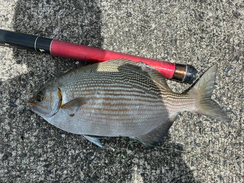 イスズミの釣果