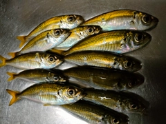 マアジの釣果