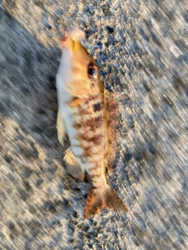 フエフキダイの釣果