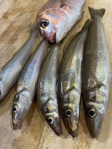 キスの釣果