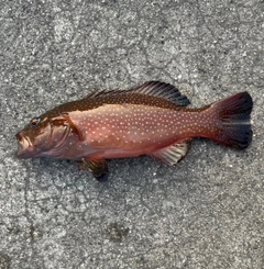 スジアラの釣果