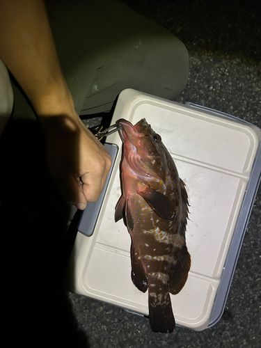 キジハタの釣果