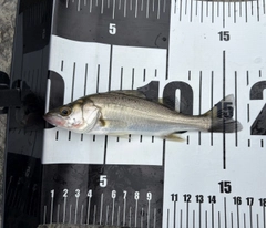 セイゴ（ヒラスズキ）の釣果