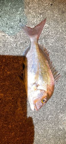 タイの釣果