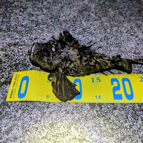 オニオコゼの釣果