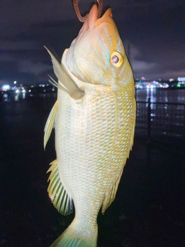タマンの釣果