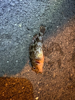 カサゴの釣果