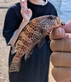 オオモンハタの釣果