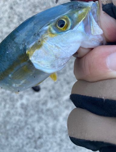 ブリの釣果