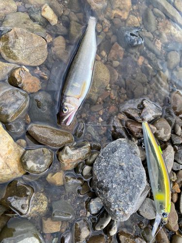 アユの釣果