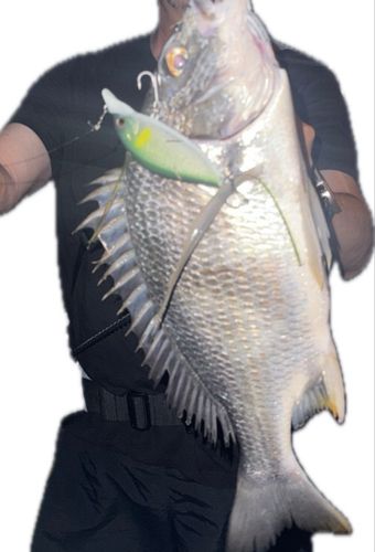 キビレの釣果