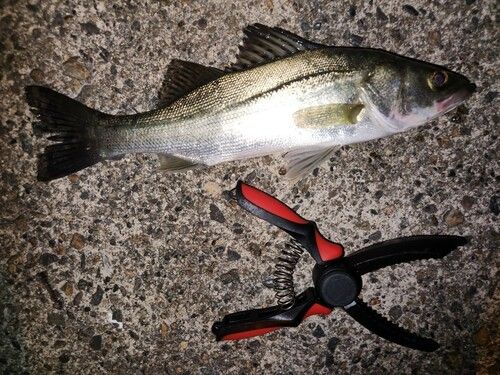 セイゴ（タイリクスズキ）の釣果