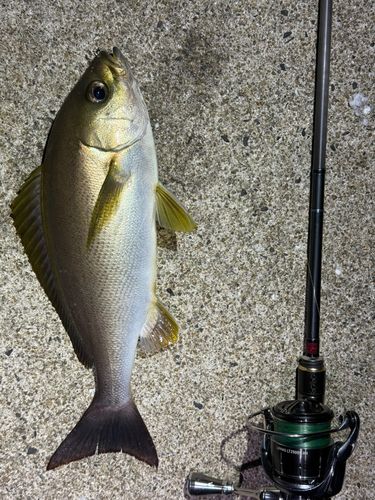 イサキの釣果