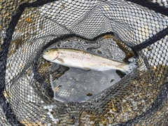 ニジマスの釣果