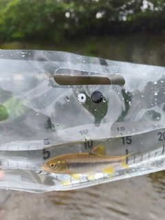 カワムツの釣果