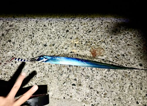 釣果