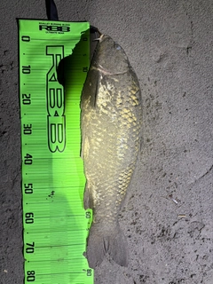 コイの釣果
