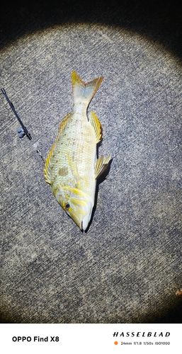 ハマフエフキの釣果