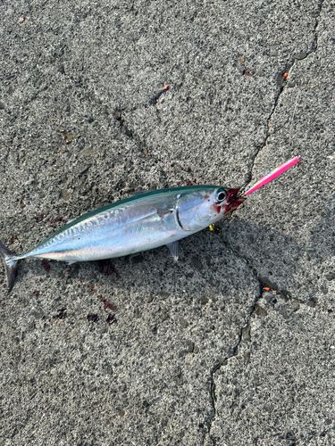 メジカの釣果