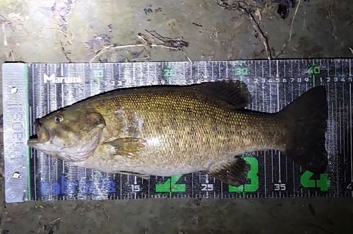 スモールマウスバスの釣果