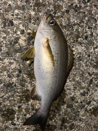 イサキの釣果