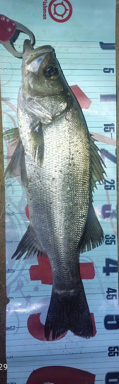 フッコ（ヒラスズキ）の釣果