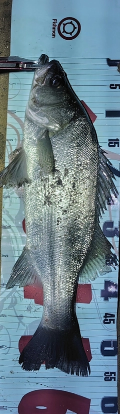 フッコ（ヒラスズキ）の釣果