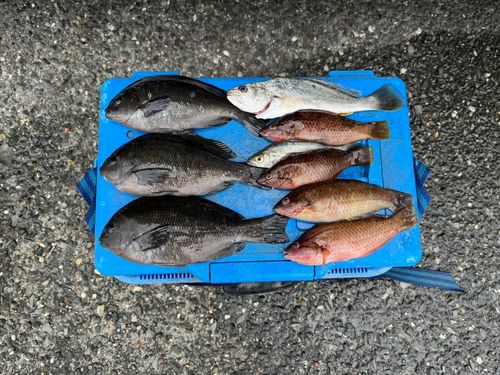 グレの釣果