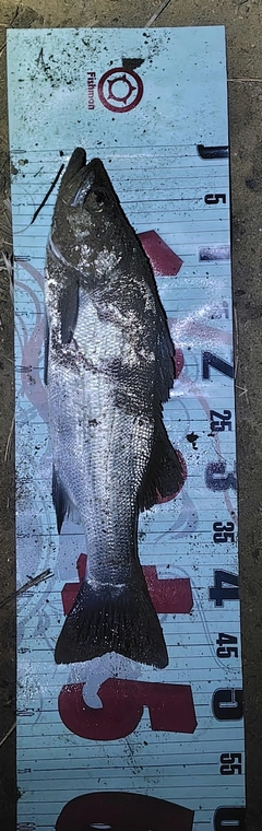 フッコ（ヒラスズキ）の釣果