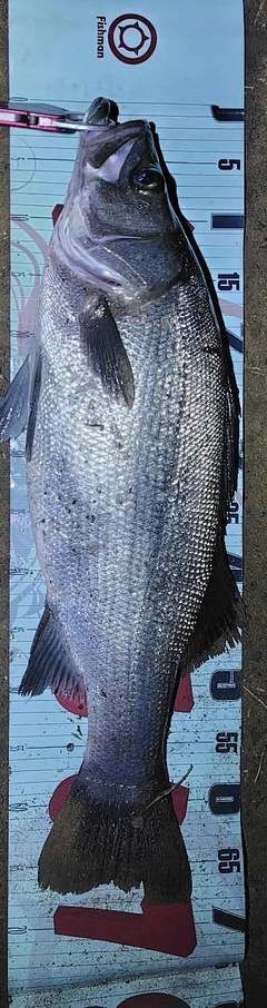 ヒラスズキの釣果