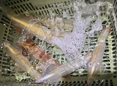 ケンサキイカの釣果