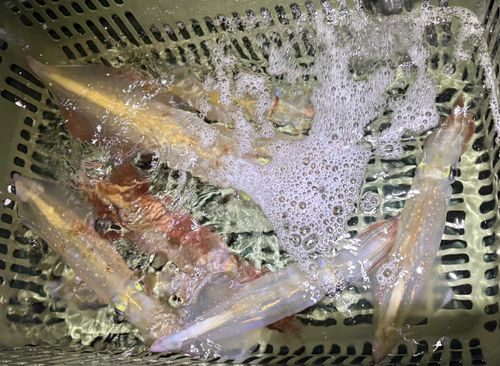 ケンサキイカの釣果