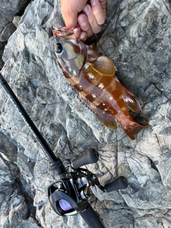 アカハタの釣果