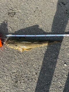 マゴチの釣果