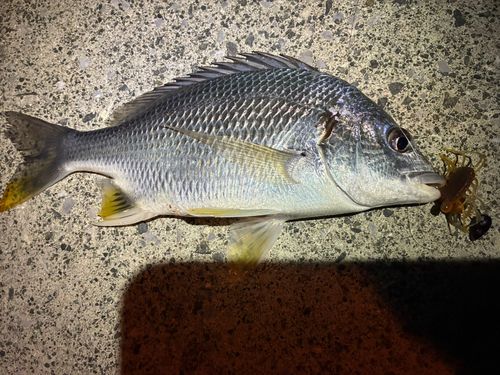 キビレの釣果