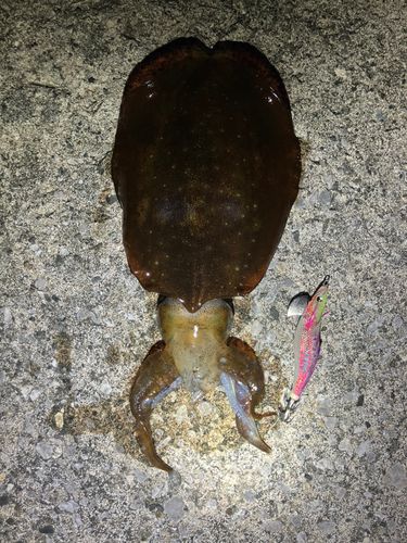 アオリイカの釣果